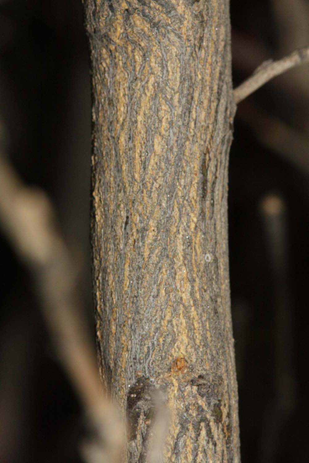              Second - third year twig (Riverside, CA)       